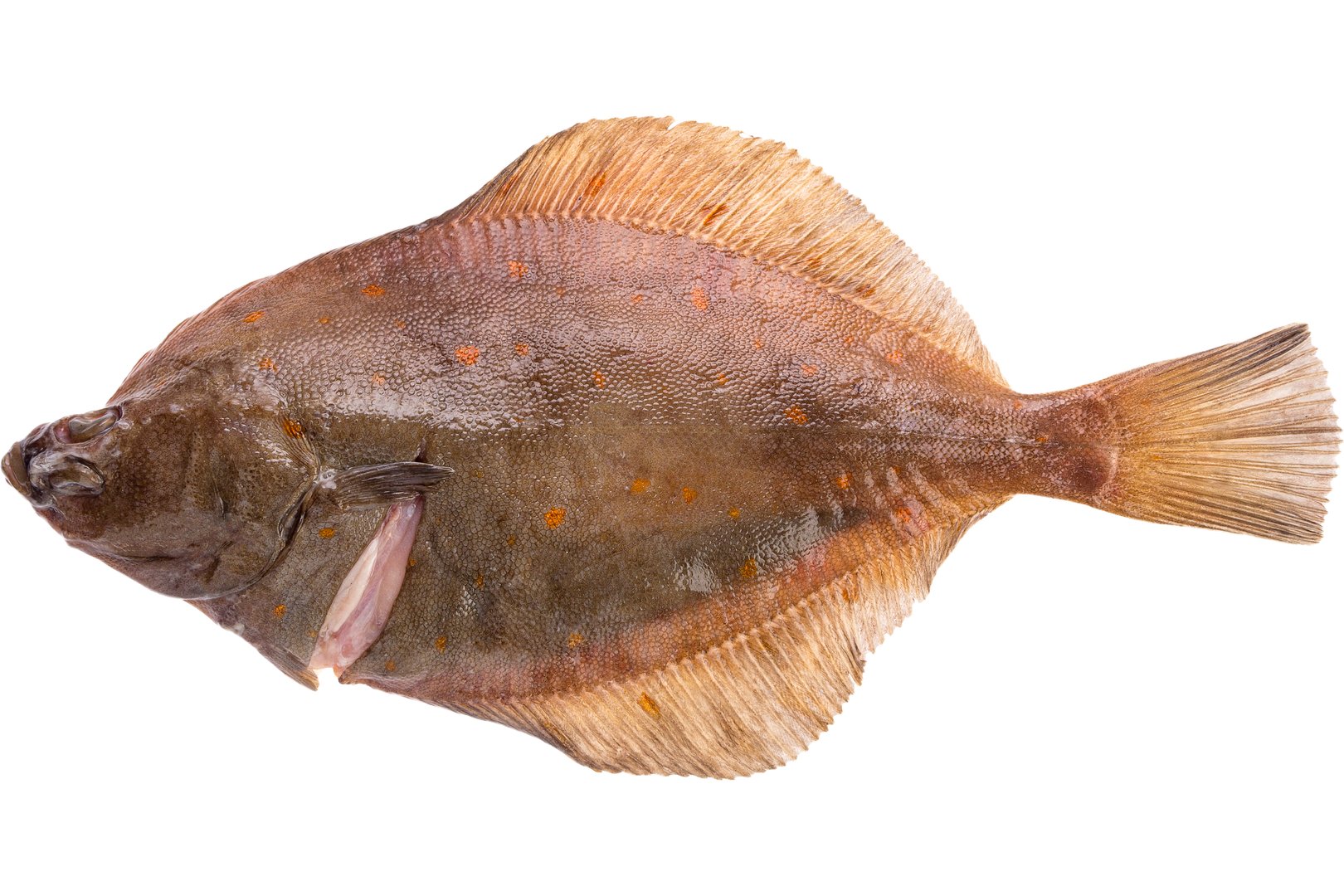 Photo Flounder Plaice chilled