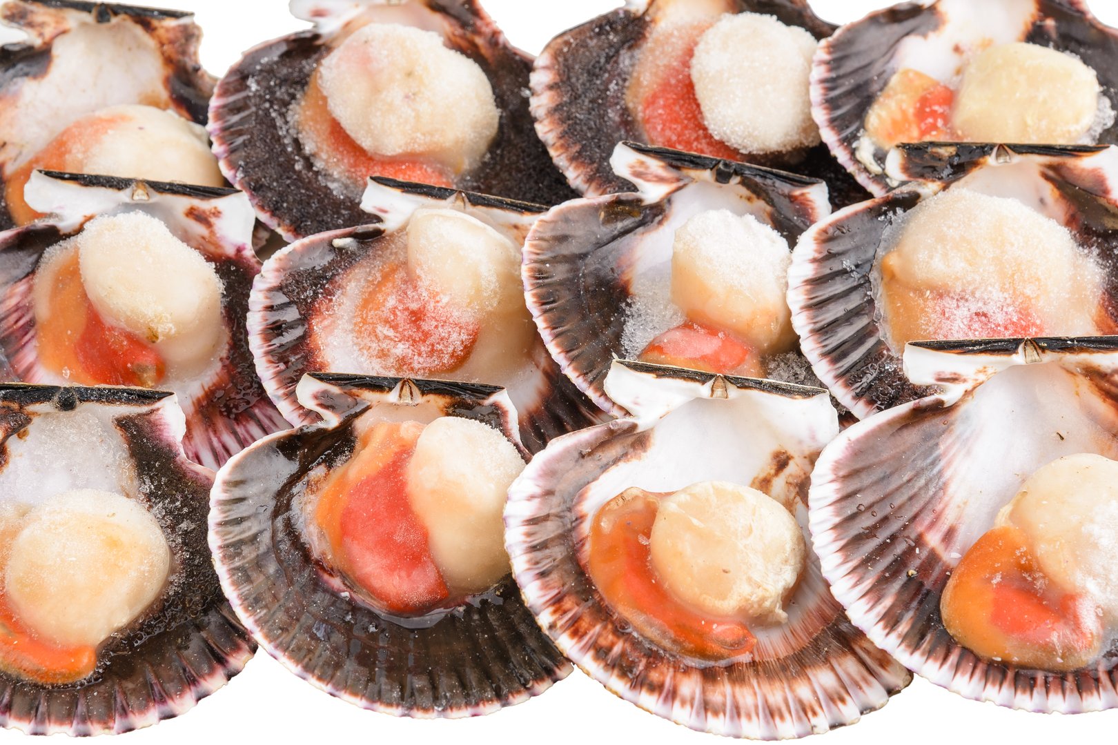 Фото Гребінці морські  в напівмушлі «Sea Scallop» с/м ваг