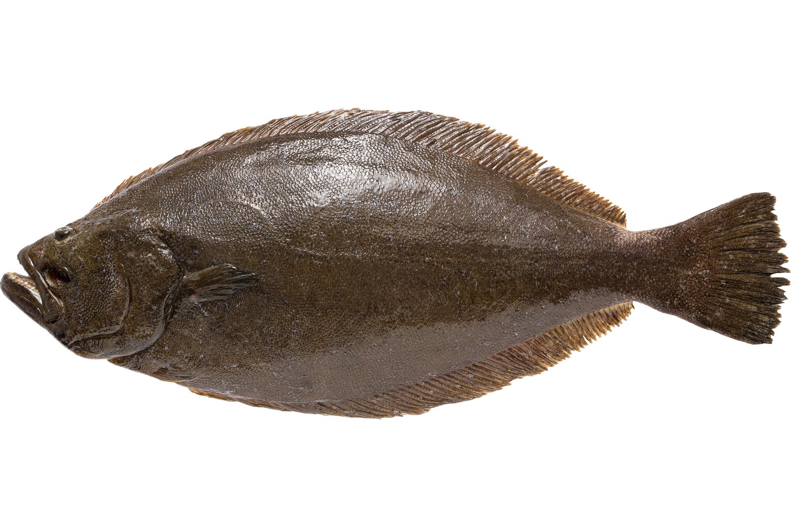 Photo Flounder chilled