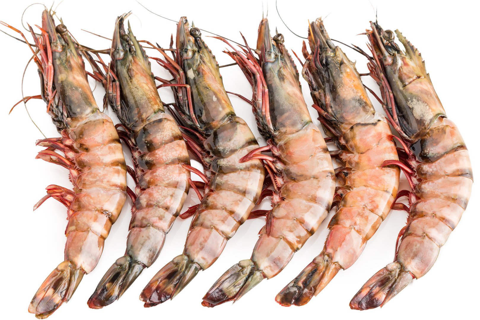 Фото Креветка тигровая «Caramote prawn» Греция