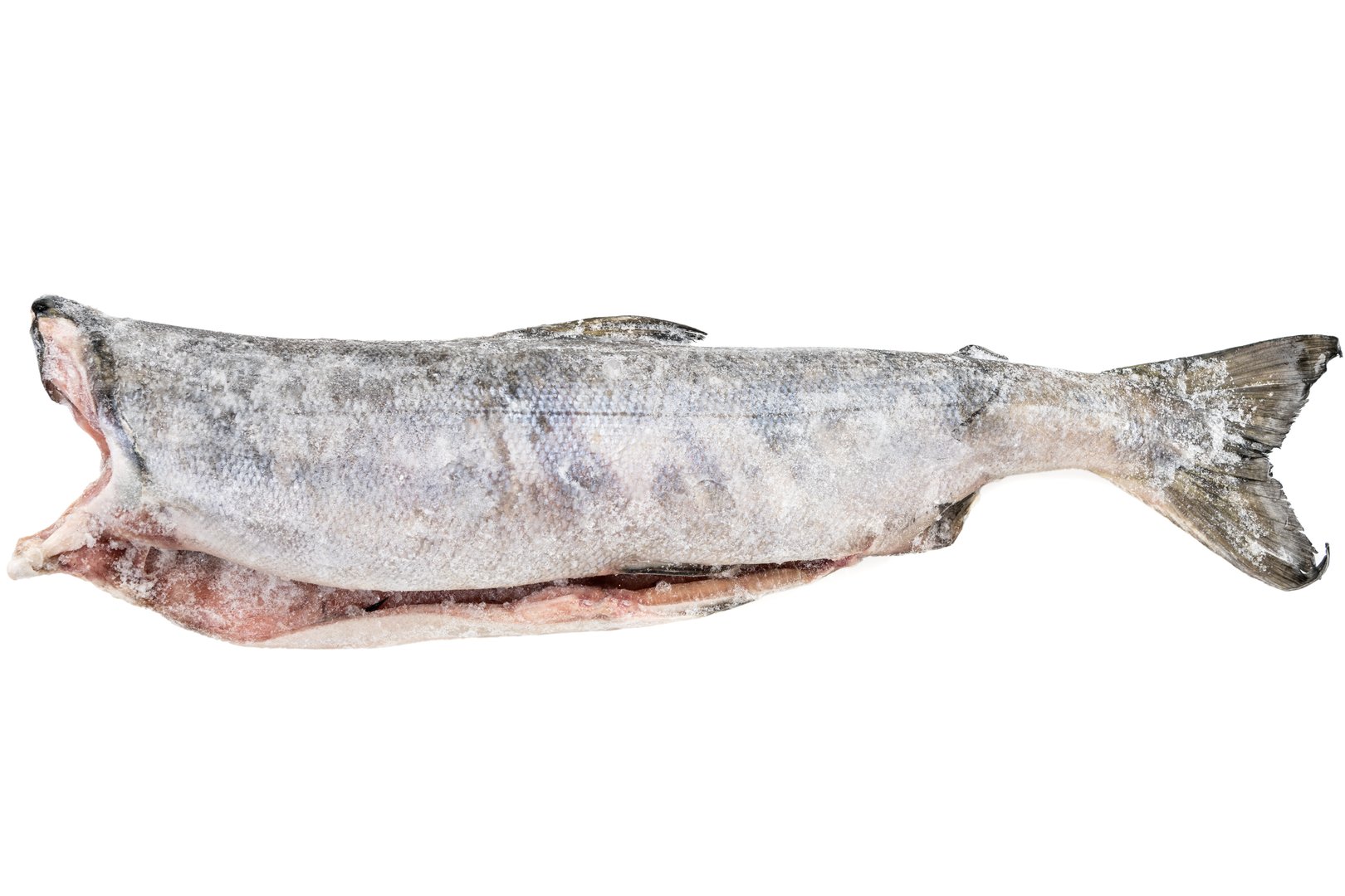 Фото Кета «Chum salmon»
