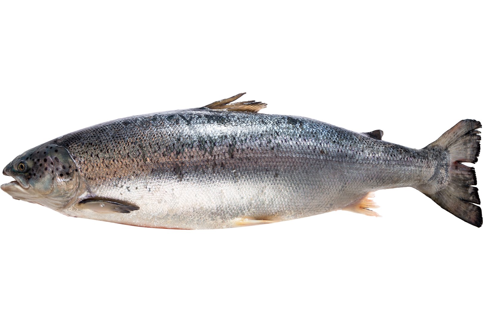 Фото Лосось «Salmon» 5-9 охлажденный