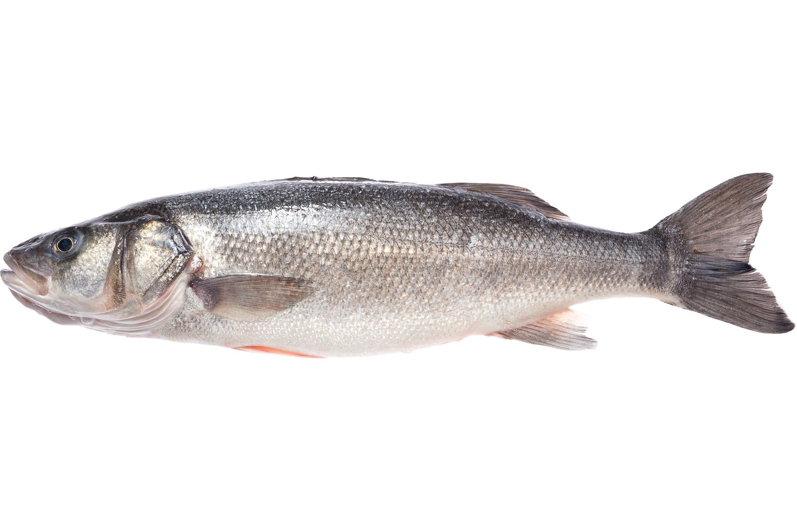 Фото Лаврак європейський ДИКИЙ «Seabass» Греція