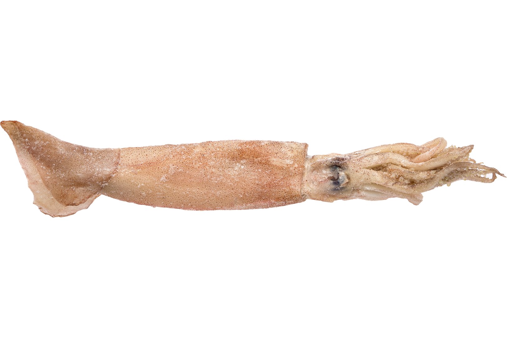 Фото Кальмар целый «Squid Loligo», США
