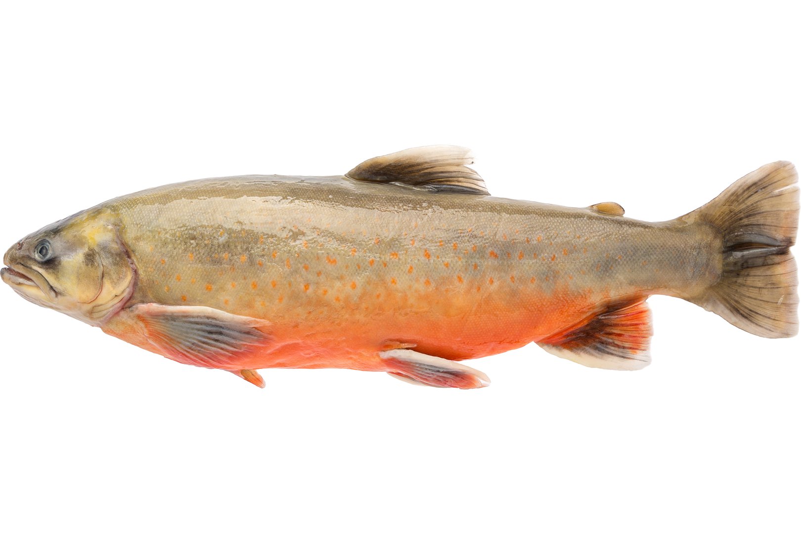 Фото Голец арктический «Arctic Char» Норвегия