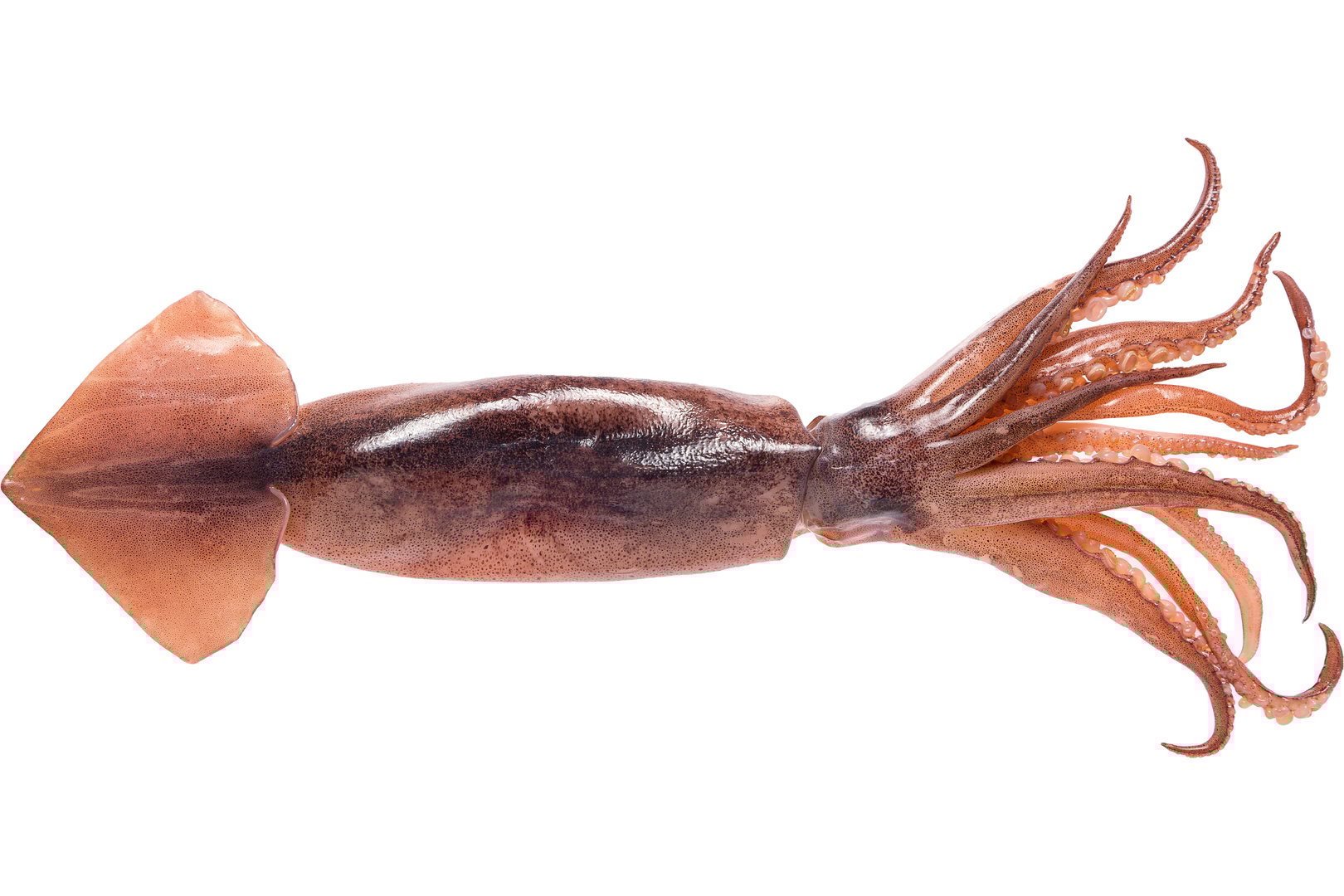 Фото Кальмар «Broadtail squid», Греция