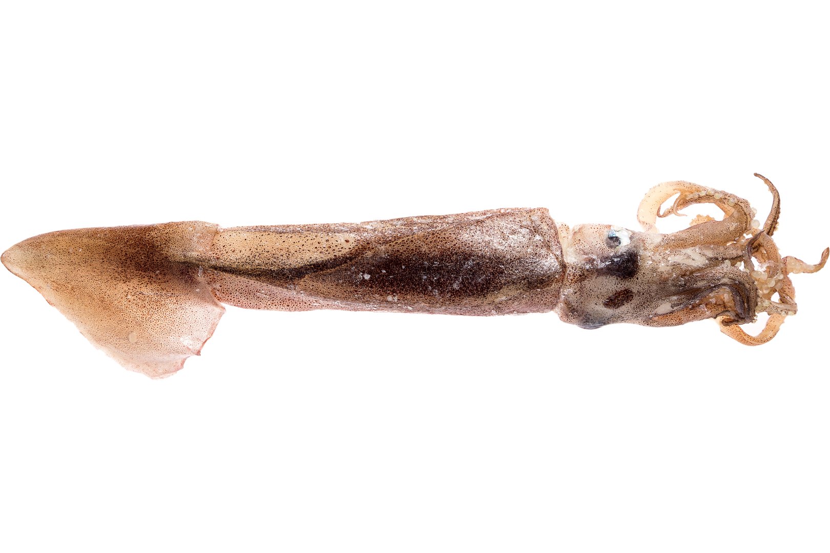 Фото Кальмар тушка "Squid»